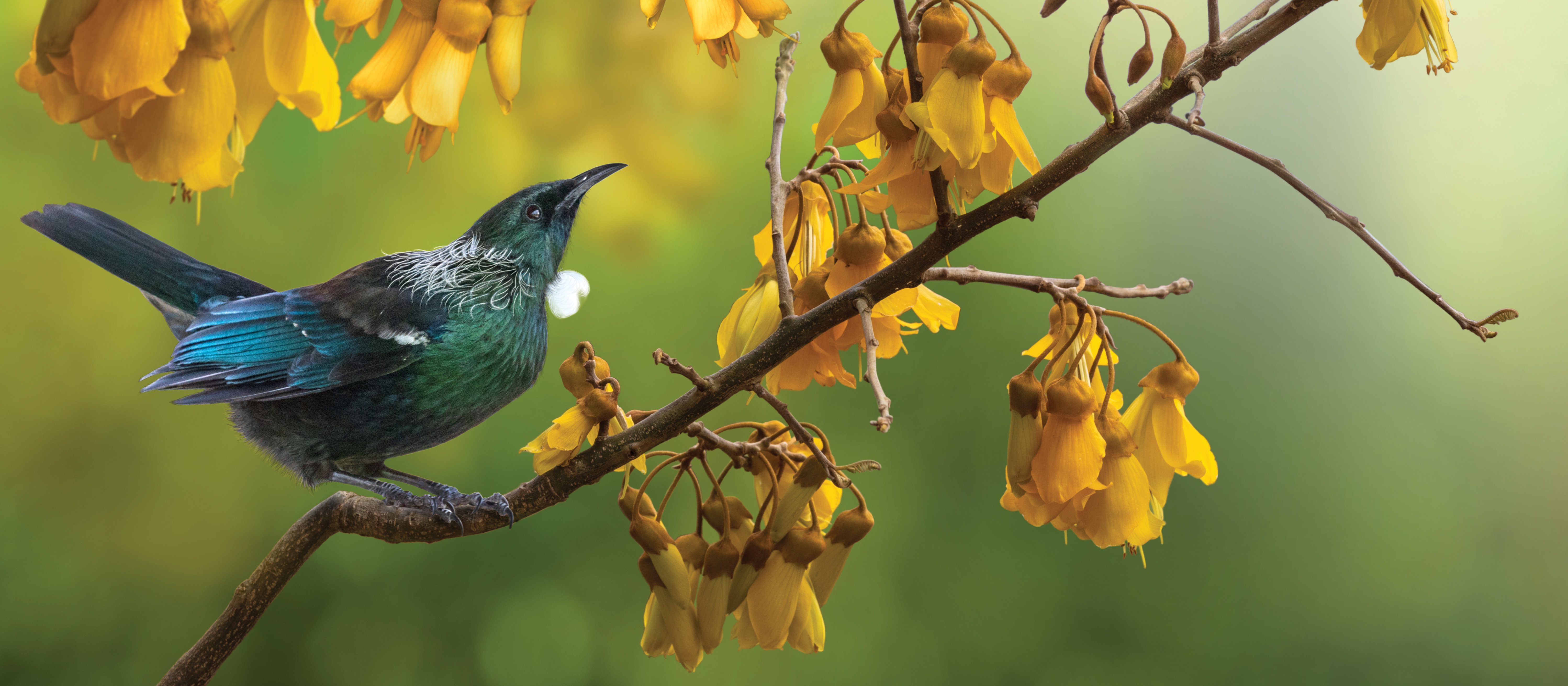 Tui Kowhai tree