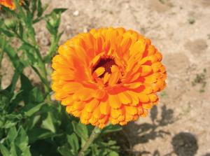 Calendula