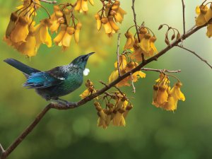 Tui Kowhai tree