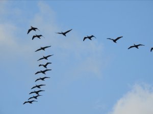 Flock of birds CR Yoel Winkler on Unsplash