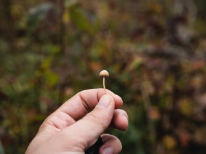 magic mushroom CR Artur Kornakov on Unsplash