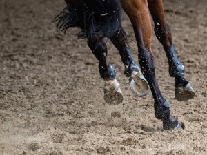 Brown horse running on field [Philippe Oursel on Unsplash]